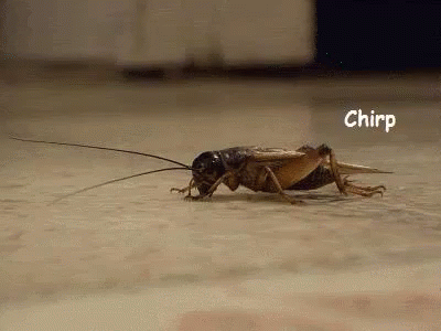 cricket chirps