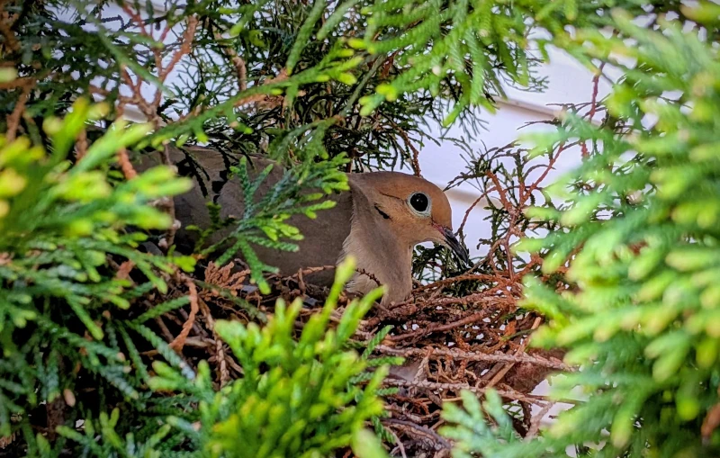 a picture of a nesting mourning dove, taken through the green branches of a shrub