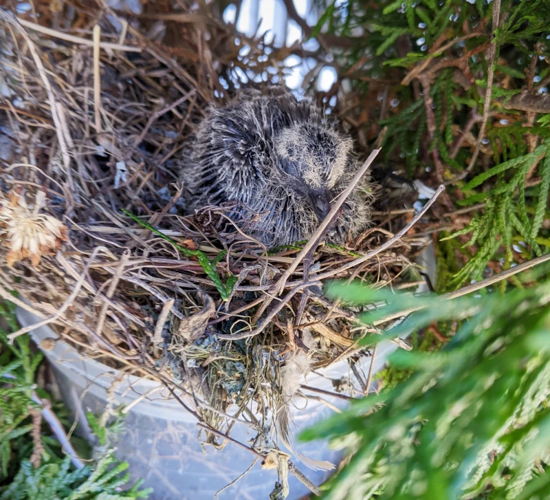 a picture of a bird’s nest sitting on top of a plastic deli container, nestled in a shrub. A fledgeling dove sits on top, content