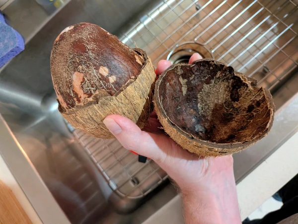 A coconut with half the shell split off. The entirety of the coconut’s interior remains unbroken in the other half.