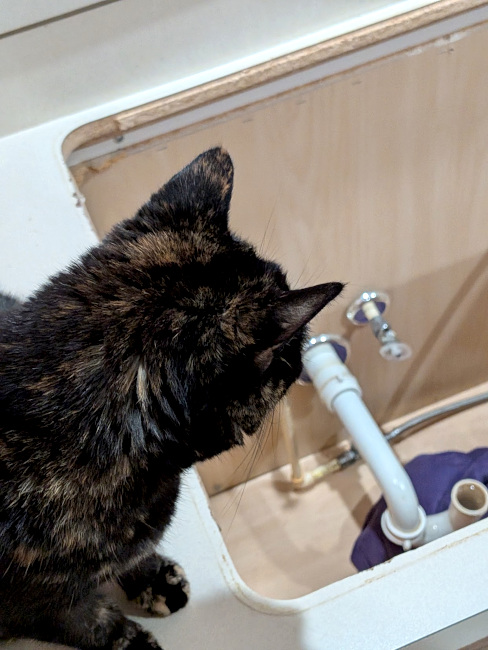 A photo of a tortoiseshell cat from above and behind, looking down into the empty hole where the sink used to be.