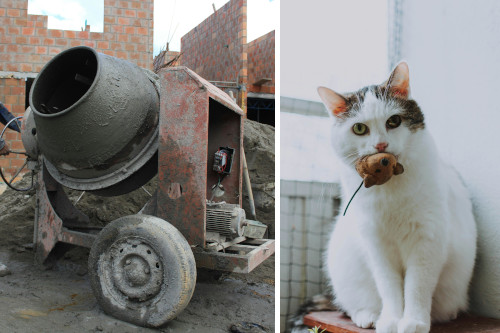side-by-side images of a standalone cement mixing bucket on a dirty construction site and a cat perched on a stool next to the bathroom window, looking curiously at the camera and holding a toy mouse in its mouth