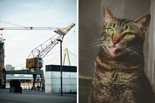 side-by-side images of a derrick on a pier and a brown tabby cat, sticking its tongue out with a goofy expression
