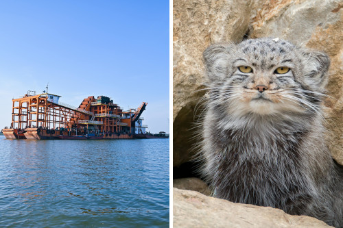 side-by-side images of a dredger ship on open water and a fluffy gray wildcat with an annoyed expression in front of a rock