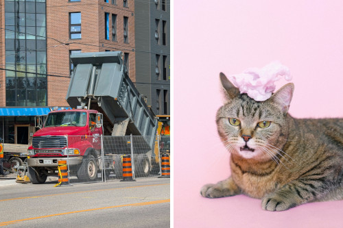 side-by-side images of a dump truck on a city street with its container tilted back and a brown and black tabby cat laying in front of a pink background with a pink, crumpled-up tissue resting on its head, grumpily looking at the camera and pitifully meowing as though asking “am I joke to you?”