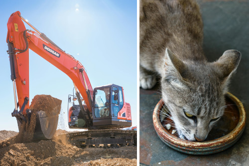 side-by-side images of an orange backhoe-style digger pulling up a bucket of dirt and a gray tabby cat on an asphalt or metal surface with its ears back as it eats pieces of food from a shallow bowl